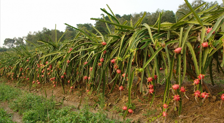 火龙果种植基地